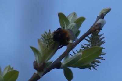 <i>Osmia cornuta</i>