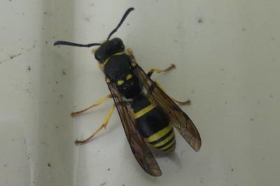 <i>Ancistrocerus</i>