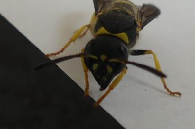 <i>Ancistrocerus</i>