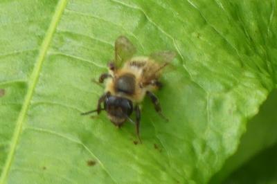 <i>Andrena</i>