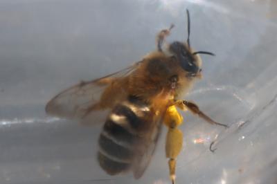 <i>Andrena</i>