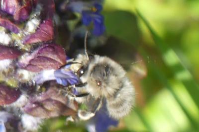 <i>Anthophora plumipes</i>