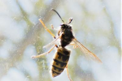 <i>Vespula germanica</i>