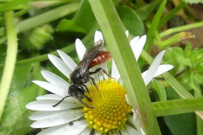 <i>Nomada fabriciana</i>