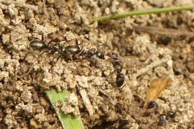 <i>Formica fusca</i>