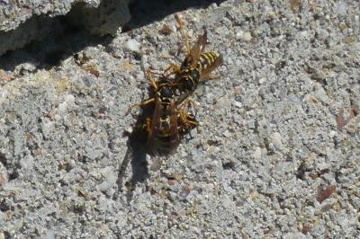 <i>Polistes</i>
