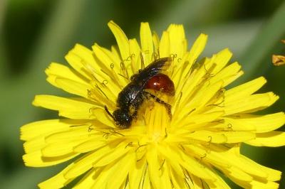 <i>Nomada fabriciana</i>