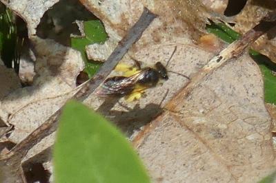 <i>Andrena</i>
