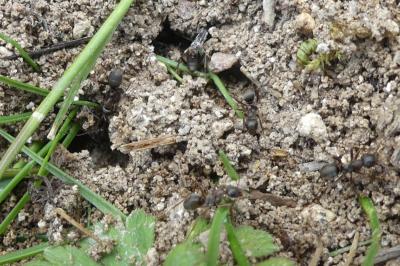 <i>Formica fusca</i>