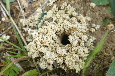<i>Andrena</i>