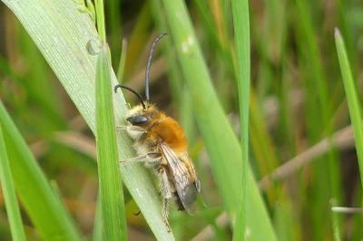 <i>Eucera</i>
