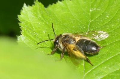 <i>Eucera</i>