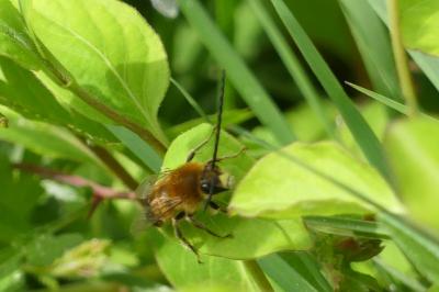 <i>Eucera</i>