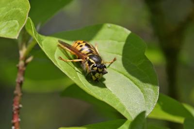 <i>Vespula germanica</i>