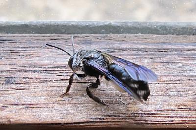 <i>Andrena agilissima</i>