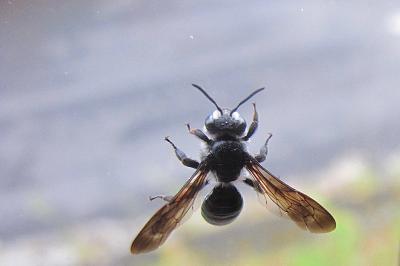 <i>Andrena agilissima</i>