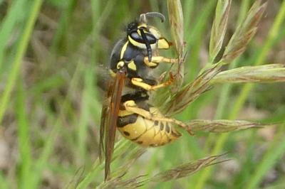 <i>Vespula germanica</i>