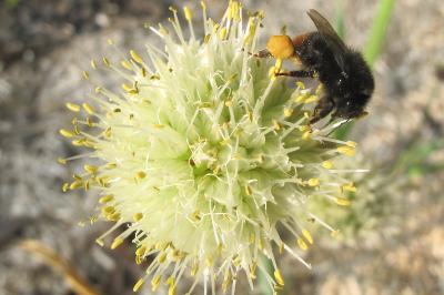 <i>Bombus lapidarius</i>