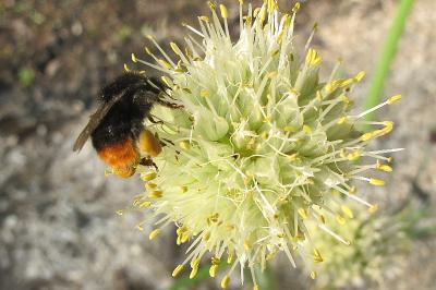 <i>Bombus lapidarius</i>