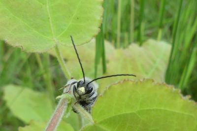 <i>Eucera</i>