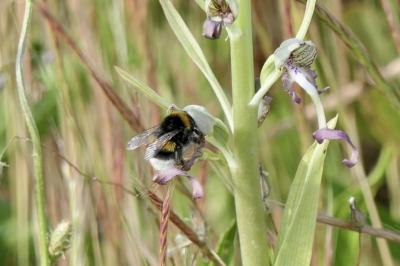 <i>Bombus</i>