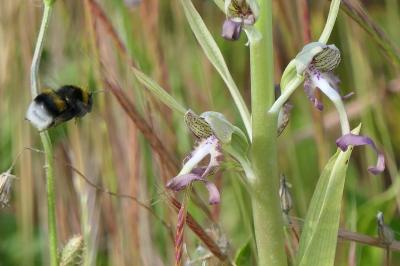 <i>Bombus</i>