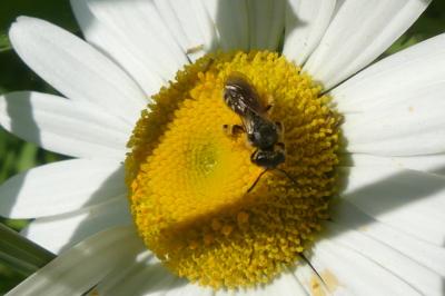 <i>Andrena</i>