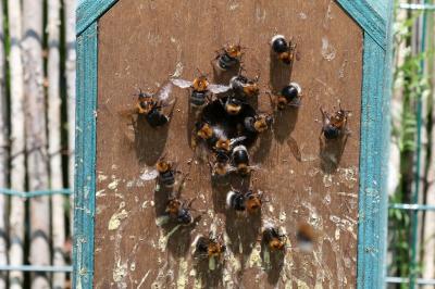 <i>Bombus hypnorum</i>