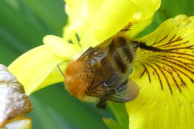 <i>Bombus sp (pascuorum/humilis/muscorum)</i>