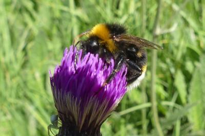 <i>Bombus</i>