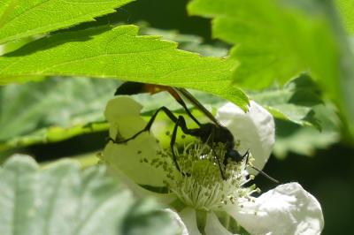 <i>Ammophila</i>
