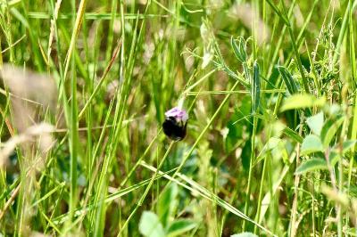 <i>Bombus lapidarius</i>