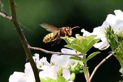 <i>Vespa crabro</i>