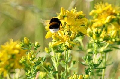 <i>Bombus</i>