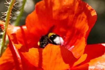 <i>Bombus</i>