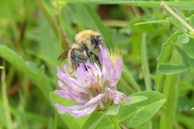 <i>Bombus sp (pascuorum/humilis/muscorum)</i>