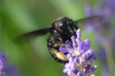 <i>Xylocopa</i>