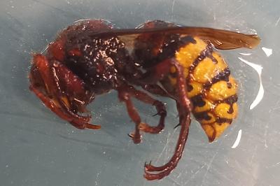 <i>Vespa crabro</i>