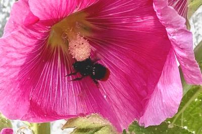 <i>Bombus</i>