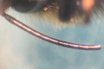 <i>Bombus barbutellus</i>
