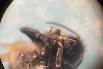 <i>Bombus barbutellus</i>