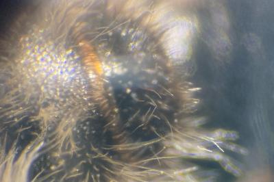 <i>Bombus barbutellus</i>