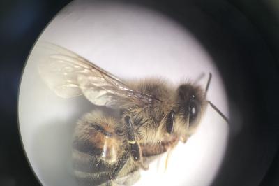 <i>Apis mellifera</i>