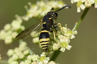<i>Ancistrocerus</i>