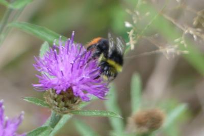 <i>Bombus lapidarius</i>
