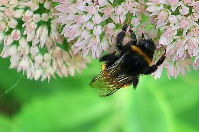 <i>Bombus</i>