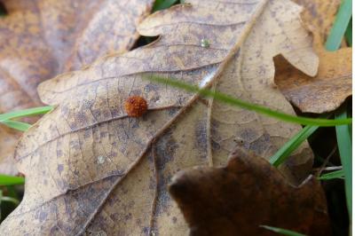 <i>Cynips quercusfolii</i>