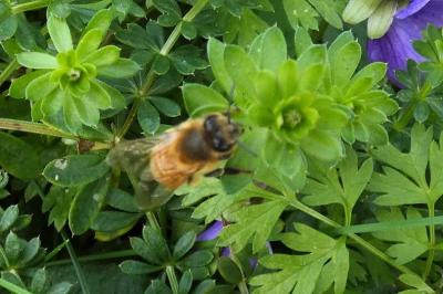<i>Apis mellifera</i>
