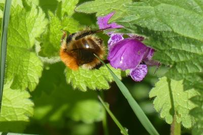 <i>Bombus sp (pascuorum/humilis/muscorum)</i>