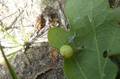 <i>Cynips longiventris</i>